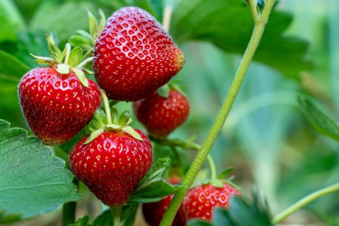 Erdbeeren sind in Deutschland äußerst beliebt – werden sie bald von einem Ernteroboter gepflückt? Foto: iStockphoto/Getty Images