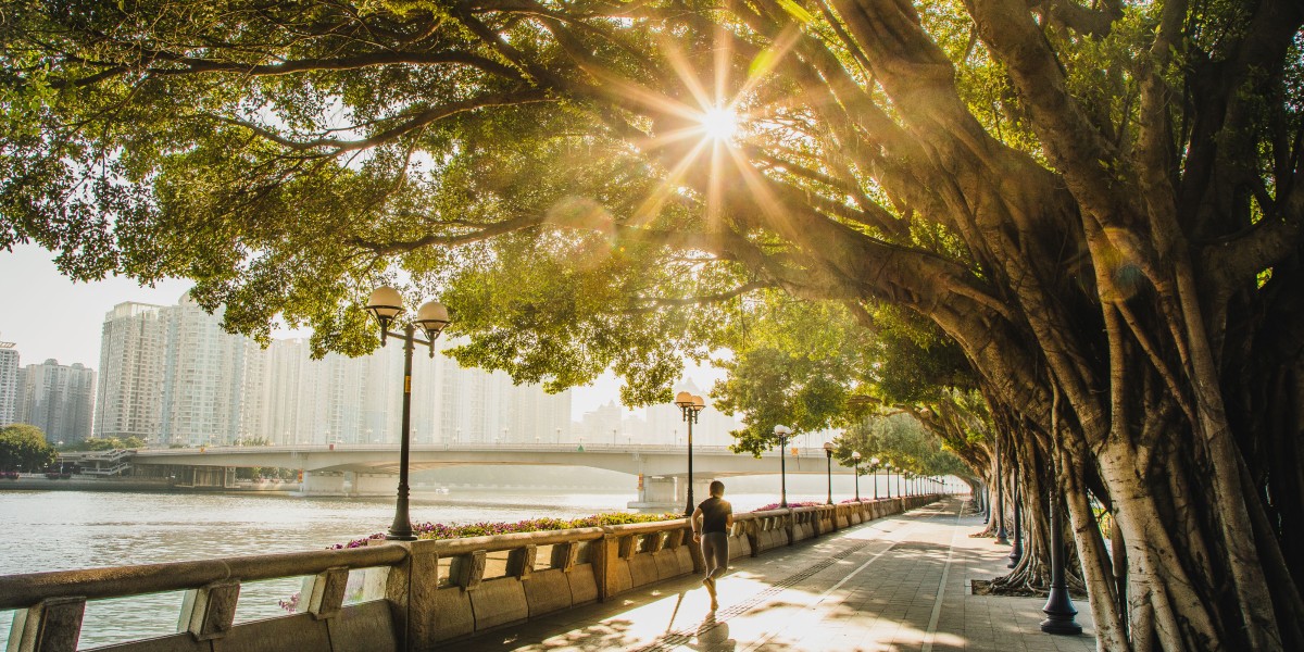 Stadtbäume sind Balsam für urbane Regionen – doch werden sie gerade hier oft vernachlässigt. Foto: Getty Images