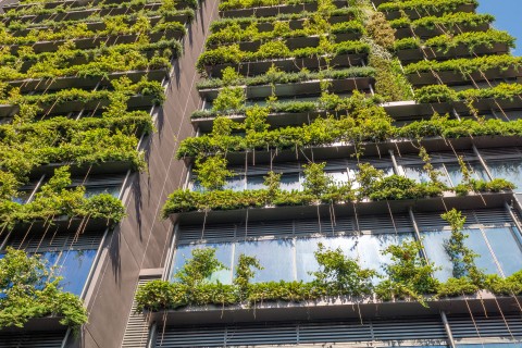 Begrünte Fassaden kühlen die Umgebungstemperatur und binden den Klimaschädling CO2. Foto: Adobe Stock